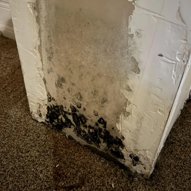 Professional Mold Removal in Saint Clair County, IL